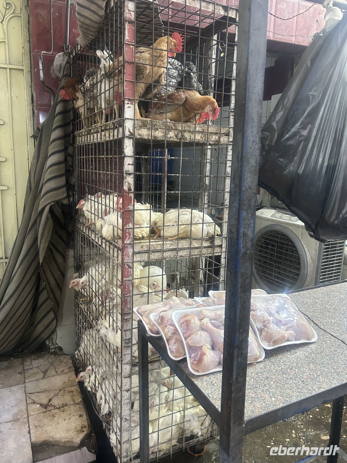 Hühner zum Verkauf 