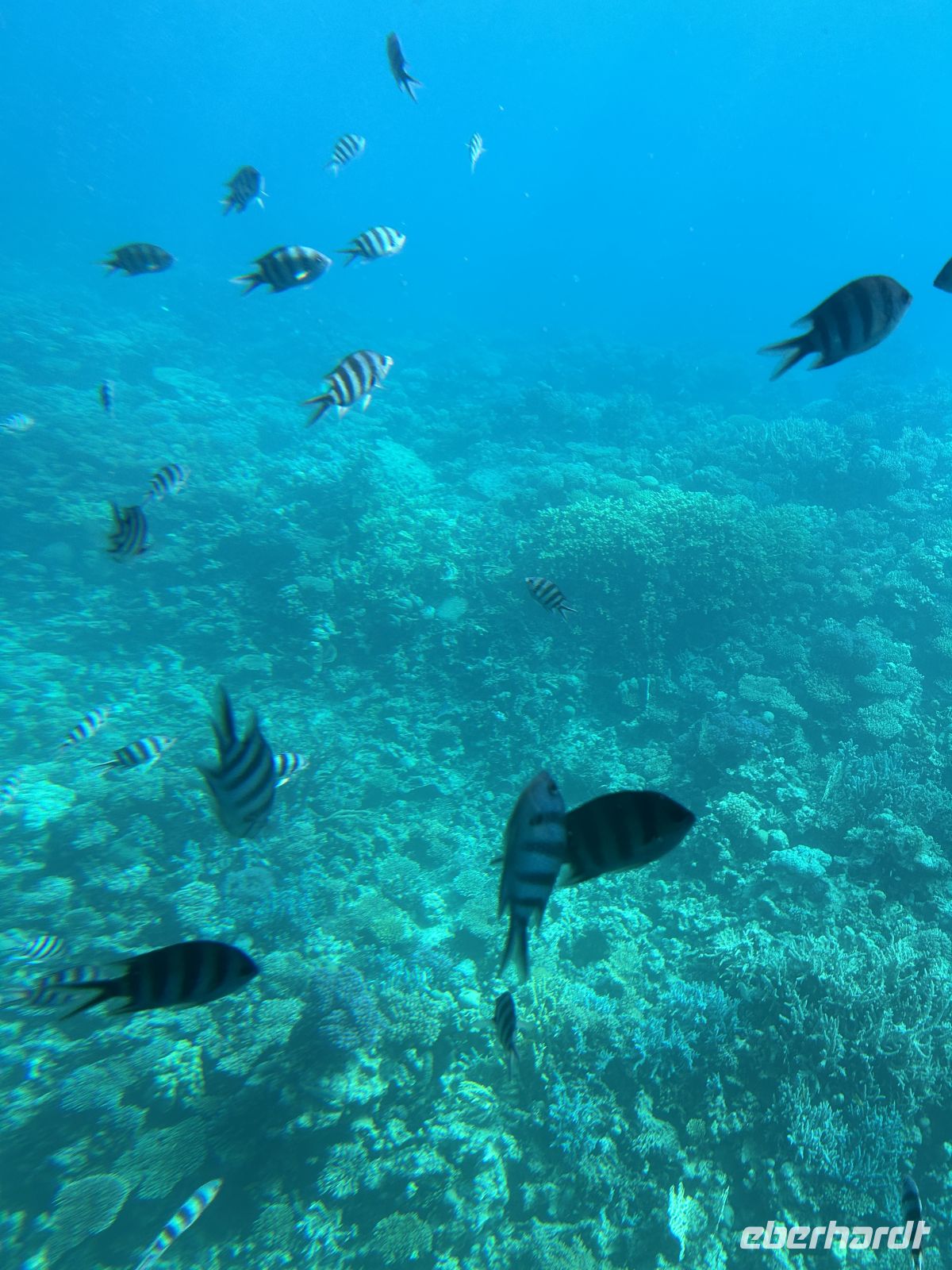 Ausflug mit dem Glasboden Boot 