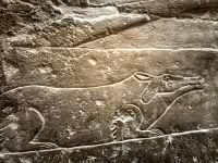 Krokodil in der Mastaba von Sakkara