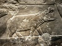 Nilpferddarstellung in Sakkara