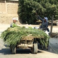 Felachen kommen vom Feld