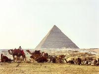Cheprenpyramide und Kamelherde