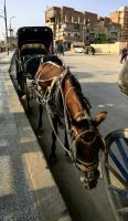 In Edfu nehmen wir die Pferdekutsche zum Tempel