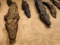 Krokodilmumien in Kom Ombo