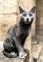 Wächterin des Philaetempel