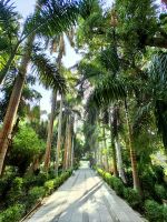 Palmenallee im Botanischen Garten von Assuan