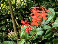 Malteserkreuzblume im Botanischen Garten von Assuan