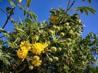 Silberakazie in Abu Simbel