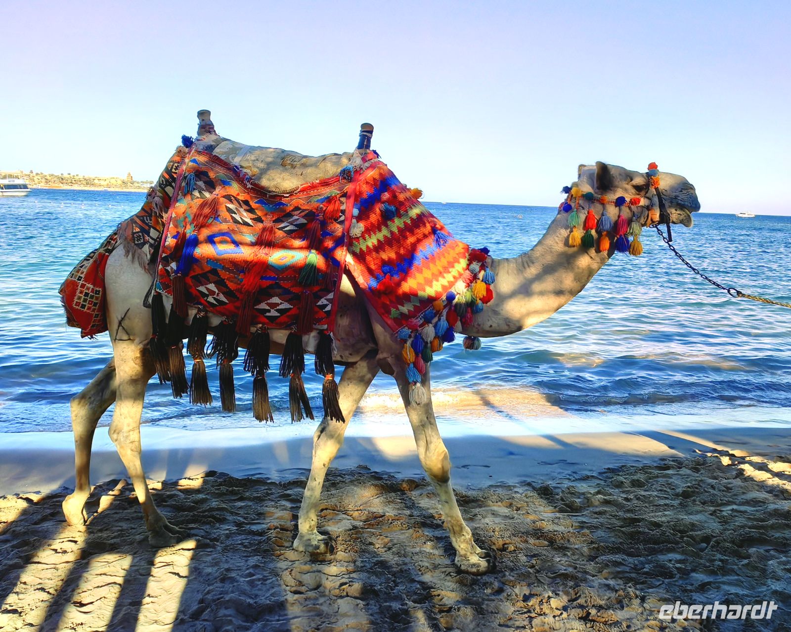 Kamel am Strand von Makadi Bay