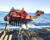 Kamel am Strand von Makadi Bay