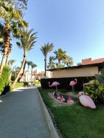 Die rosa Flamingos weisen uns den Weg