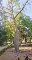 Baobab, Affenbrotbaum im Botanischen Garten in Assuan