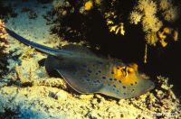 Blaupunktrochen, Rotes Meer