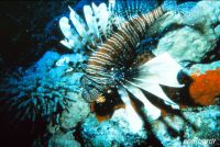 Rotfeuerfisch im Roten Meer