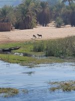085 - unterwegs von Edfu nach Kom Ombo