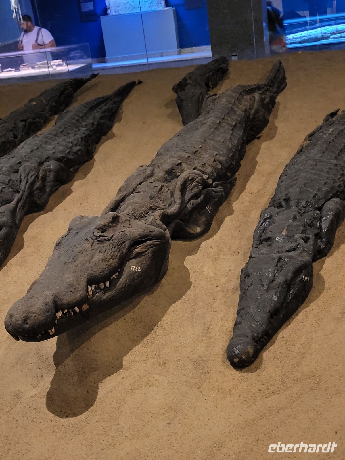 092 - Com Ombo - Doppel-Tempel der Götter Horus und Sobek - einbalsamierte Krokodile