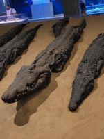 092 - Com Ombo - Doppel-Tempel der Götter Horus und Sobek - einbalsamierte Krokodile