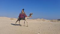 Kamel in Sakkara &ndash; &copy; Anette Rietz (Eberhardt TRAVEL)