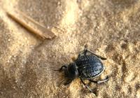 Qarun_See_Skarabaeus