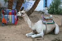 Assuan_Nubisches_Dorf