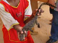 Das Haustier vom nubischen Dorf