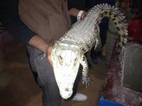 Wir sehen einen echten Alligator