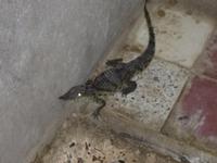 Wir sehen einen echten Alligator