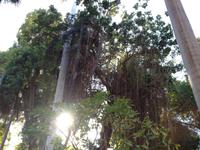 Botanischer Garten auf der Kitchener Insel