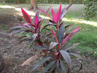 Botanischer Garten auf der Kitchener Insel