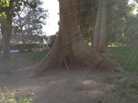 Botanischer Garten auf der Kitchener Insel
