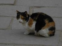 Ägyptische Glückskatze