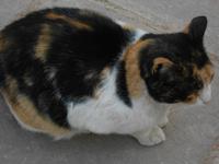 Ägyptische Glückskatze