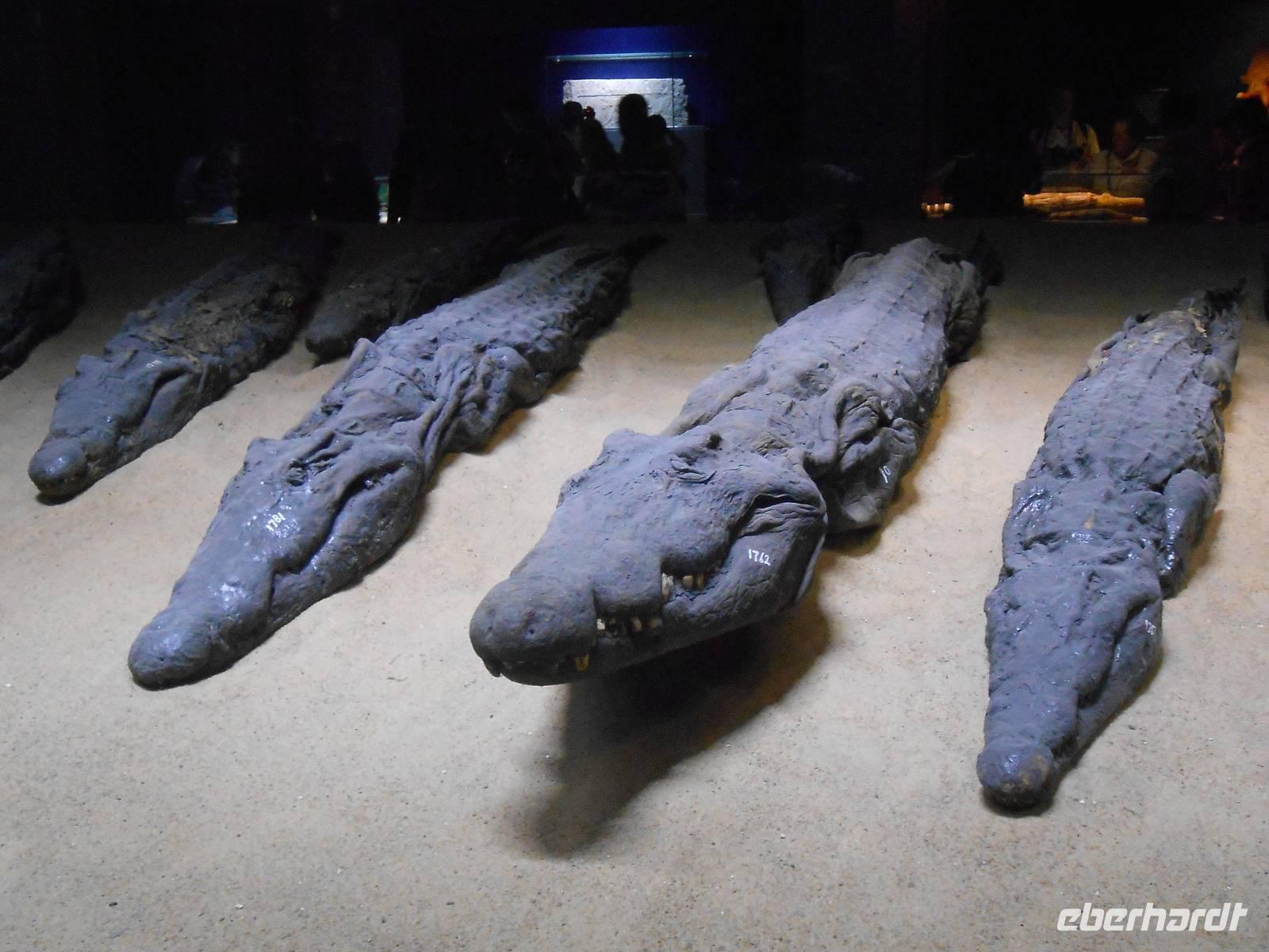 Mumifizierte Krokodile