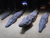 Mumifizierte Krokodile