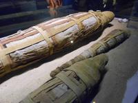 Mumifizierte Krokodile