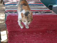 Nach dem Mittagspicknick