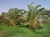 Spaziergang durch die Felder der Oase