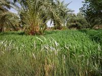 hier wird Reis angebaut