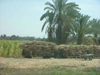 Zuckerrohr-Ernte beobachtet aus  dem Bus