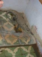 ein Krokodil als Haustier