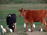 Nil-Impressionen von Ramona Benahmed