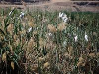 Nil-Impressionen von Ramona Benahmed