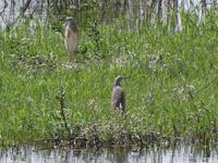 Nil-Impressionen von Ramona Benahmed