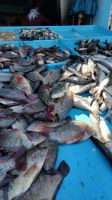 Auf dem Fischmarkt in Hurgharda