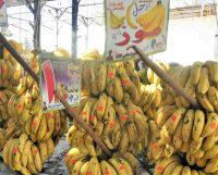 Bananen vom Nil