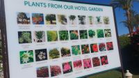 Blumen Hotel Jaz Makadi Hurghada