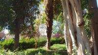 Botanischer Garten Assuan, Kitchener Insel, Ägypten. Foto: Anette Rietz