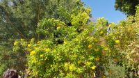 Botanischer Garten Assuan, Kitchener Insel, Spaziergang