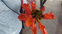 Botanischer Garten Kitchener Insel, Assuan