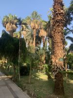 Botanischer Garten auf der Kitchener -Insel